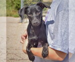 Small Photo #3 Dachshund-Italian Greyhound Mix Puppy For Sale in Huntley, IL, USA