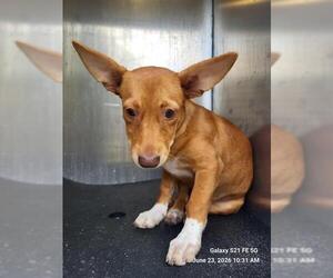 Chihuahua-Unknown Mix Dogs for adoption in San Antonio, TX, USA