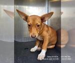 Small Chihuahua Mix