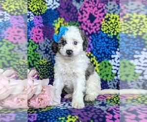 Miniature Bernedoodle Puppy for sale in OXFORD, PA, USA