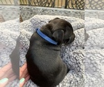 Small Photo #3 Staffordshire Bull Terrier Puppy For Sale in DAWSONVILLE, GA, USA