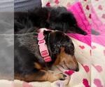 Small #1 Dachshund