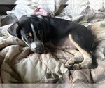 Small Photo #3 Australian Shepherd-Coonhound Mix Puppy For Sale in Parker Ford, PA, USA