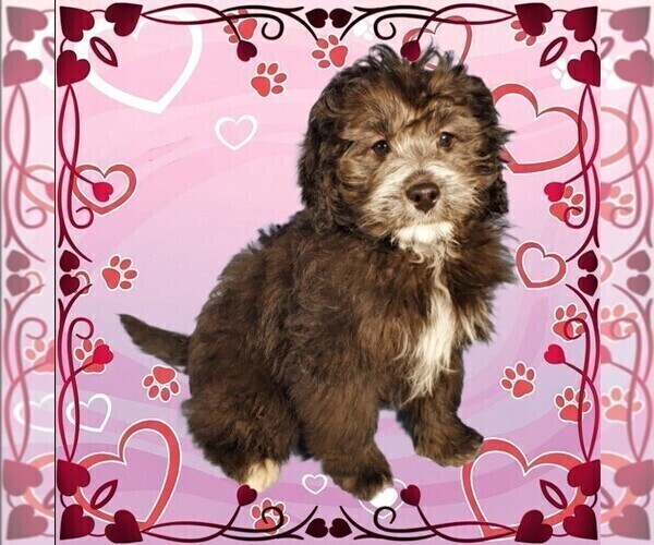Medium Photo #5 Bernedoodle (Miniature) Puppy For Sale in PEYTON, CO, USA