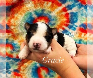 Yorkshire Terrier Puppy for sale in WINNSBORO, LA, USA