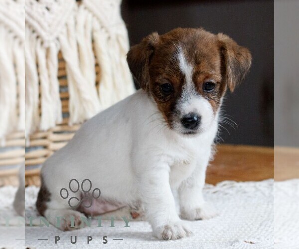 Medium Photo #3 Jack Tzu Puppy For Sale in EAST EARL, PA, USA