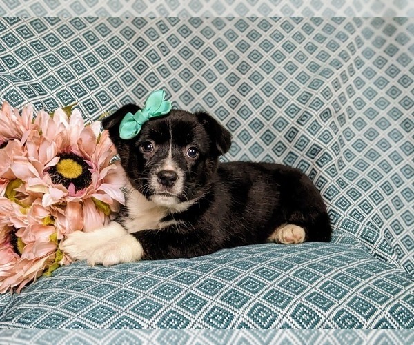 Medium Photo #4 Pembroke Welsh Corgi Puppy For Sale in ELKTON, MD, USA