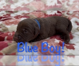 Medium Labrador Retriever