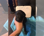 Small Photo #16 Great Dane Puppy For Sale in MINERAL WELLS, TX, USA