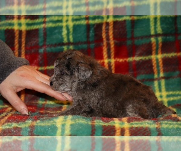 Medium Photo #6 Poodle (Toy) Puppy For Sale in DYERSBURG, TN, USA