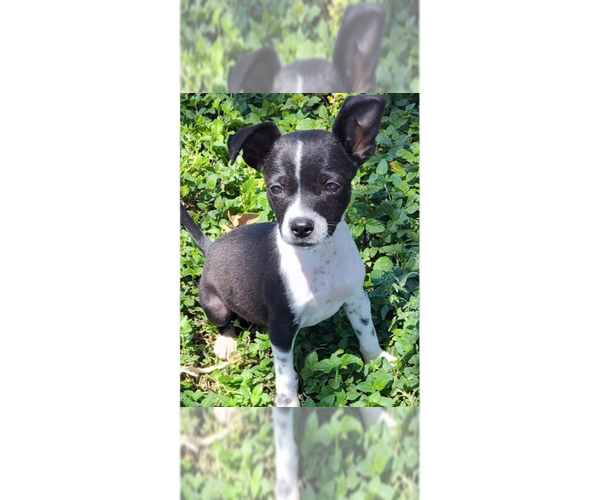 Medium Photo #1 Mutt Puppy For Sale in New York, NY, USA