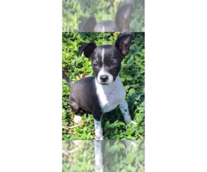Mutt Dogs for adoption in New York, NY, USA