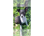 Small Mutt
