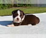 Small #6 Auss-Tzu