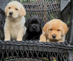 Labrador Retriever Litter for sale in LOUISBURG, NC, USA