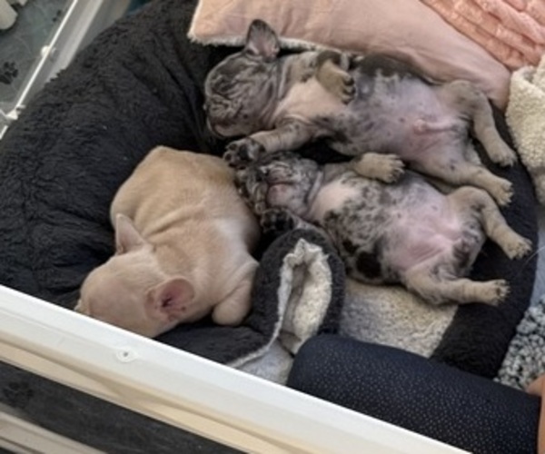 Medium Photo #1 French Bulldog Puppy For Sale in BILLINGS, MT, USA