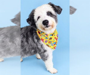 Poodle (Standard)-Unknown Mix Dogs for adoption in Westminster, MD, USA