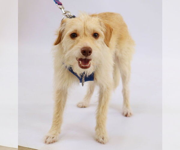 Medium Photo #3 Mutt Puppy For Sale in Princeton, MN, USA