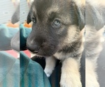 Small Photo #7 German Shepherd Dog-Siberian Husky Mix Puppy For Sale in BRIDGETON, NJ, USA