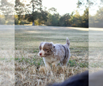 Small Photo #16 Australian Shepherd Puppy For Sale in LASCASSAS, TN, USA
