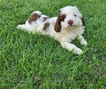 Small #19 Miniature Bernedoodle