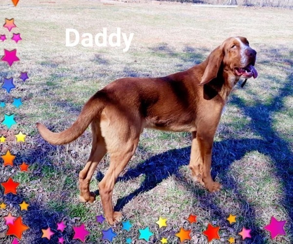 Medium Photo #1 Bloodhound Puppy For Sale in LEXINGTON, OK, USA
