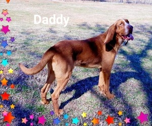 Father of the Bloodhound puppies born on 04/03/2025