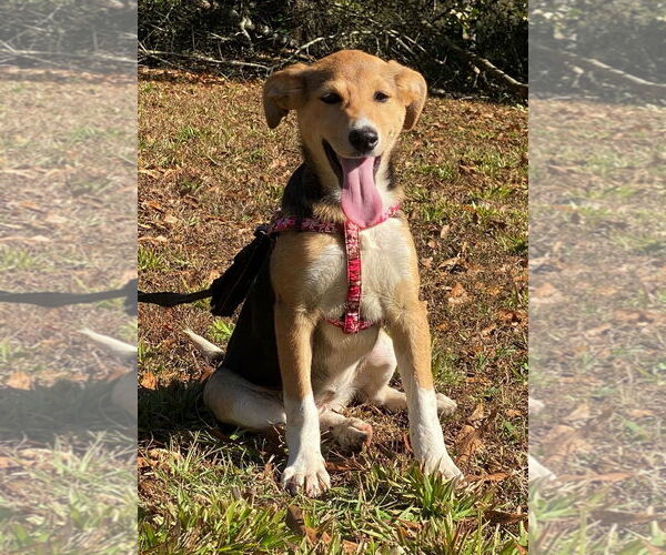 Medium Photo #8 German Shepherd Dog-Whippet Mix Puppy For Sale in Attalka, AL, USA