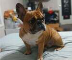Small Photo #1 French Bulldog Puppy For Sale in BOWLING GREEN, KY, USA