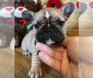 French Bulldog Puppy for sale in BOLIVAR, MO, USA