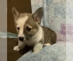 Small #3 Pembroke Welsh Corgi