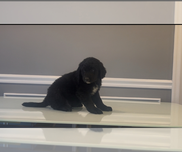Medium Photo #47 Bernedoodle-Labradoodle Mix Puppy For Sale in MILFORD, NJ, USA