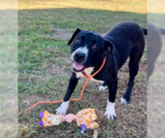 Small #3 Boxer Mix