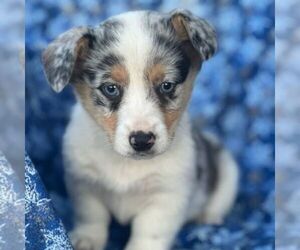 Pembroke Welsh Corgi Puppy for sale in MECHANICSVILLE, MD, USA