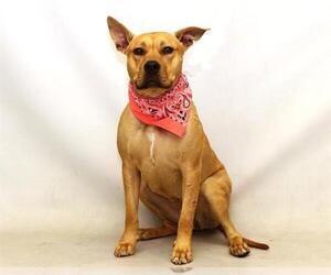 Black Mouth Cur-Labrador Retriever Mix Dogs for adoption in Sanford, FL, USA