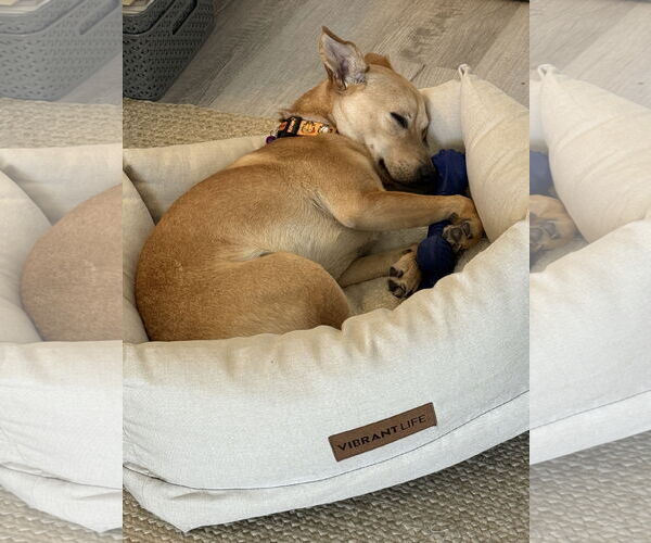 Medium Photo #3 Chipin Puppy For Sale in Aurora, CO, USA