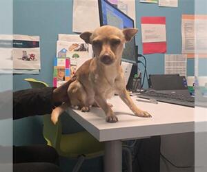 Chihuahua Dogs for adoption in Houston, TX, USA