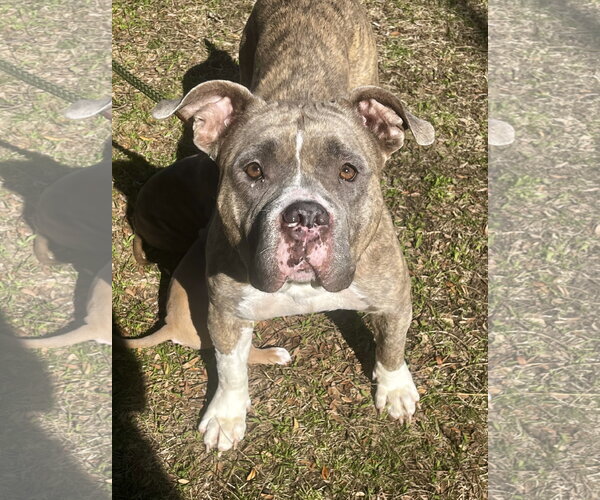 Medium Photo #2 Bulldog-Unknown Mix Puppy For Sale in Brooklyn Center, MN, USA