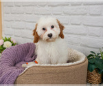 Small #5 Cavapoo (Miniature)