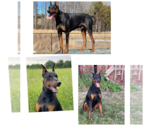 Father of the Doberman Pinscher puppies born on 07/29/2022