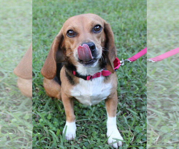 Medium Photo #10 Beagle Puppy For Sale in Dunnellon, FL, USA