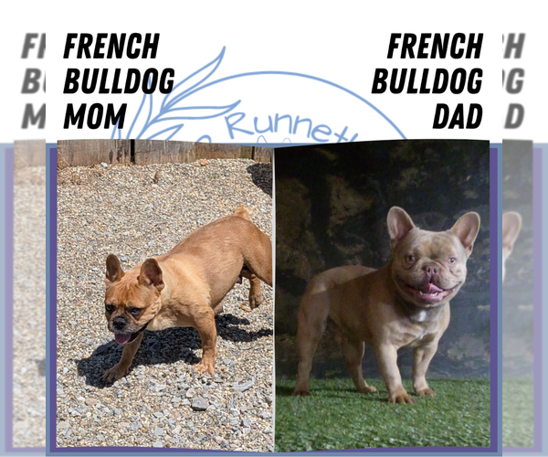 Medium Photo #13 French Bulldog Puppy For Sale in GOSHEN, IN, USA