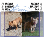 Small #12 French Bulldog