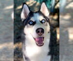 Small #3 Siberian Husky