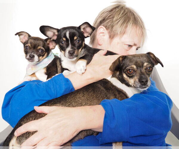 Medium Photo #3 Chiweenie Puppy For Sale in phoenix, AZ, USA