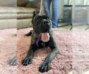 Mutt Dogs for adoption in Goodyear, AZ, USA