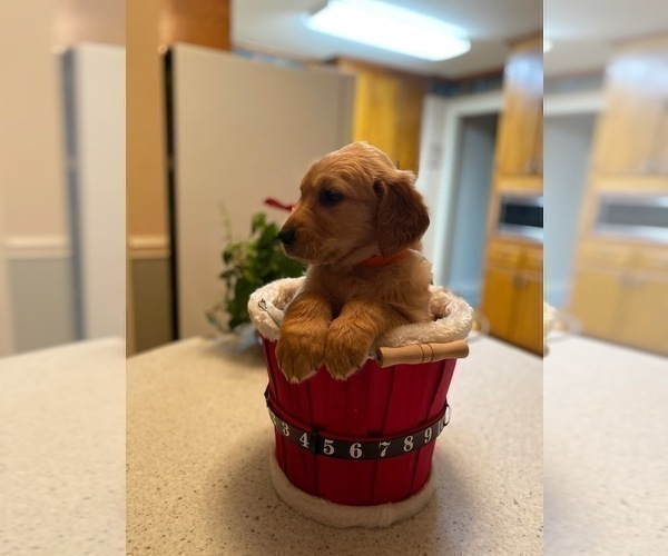 Medium Photo #12 Golden Retriever Puppy For Sale in SANFORD, NC, USA