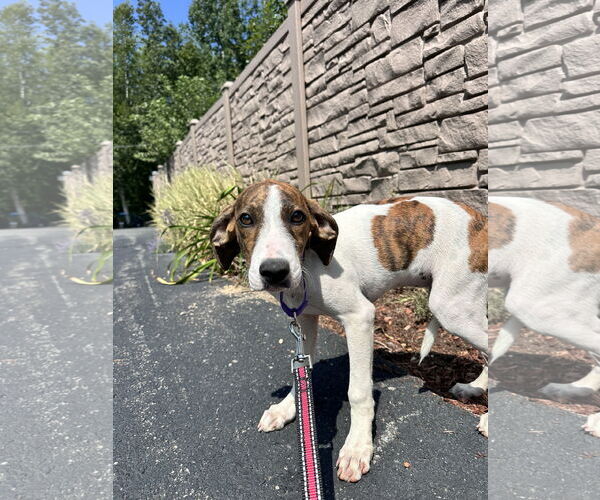 Medium Photo #1 Mutt Puppy For Sale in Sterling, MA, USA