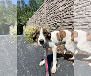 Mutt Dogs for adoption in Sterling, MA, USA