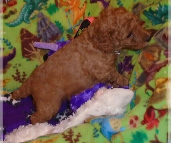 Medium Photo #10 Poodle (Standard) Puppy For Sale in CLATSKANIE, OR, USA